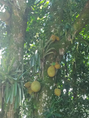 Cantinho do Sossego